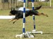 dog_agility_training_tips