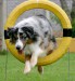 Dog-Agility-tire-jump